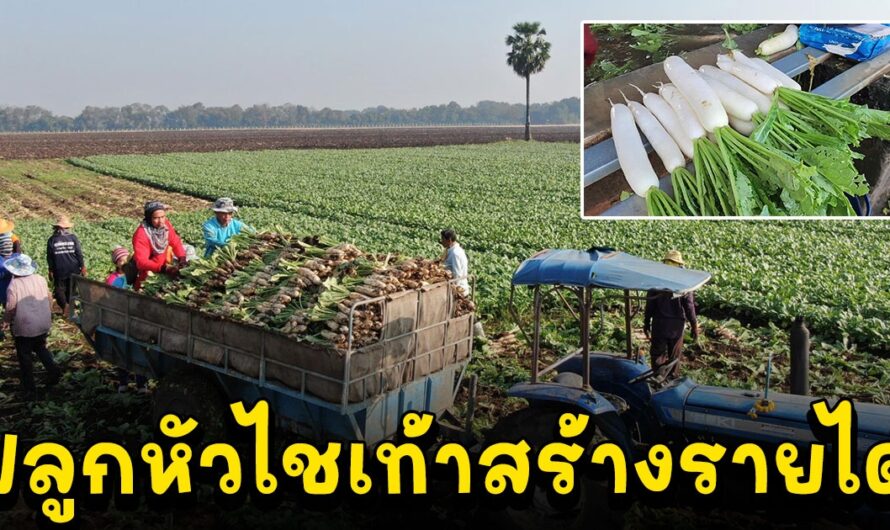 ตรุษจีนเกษตรกรปลูกหัวไชเท้าสร้างรายได้เป็นกอบเป็นกำ