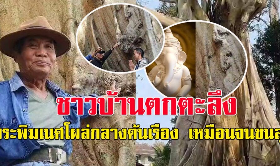 ชาวบ้านแห่กราบไหว้ พระพิฆเนศโผล่กลางต้นเรืองโบราณอายุกว่า 500 ปี